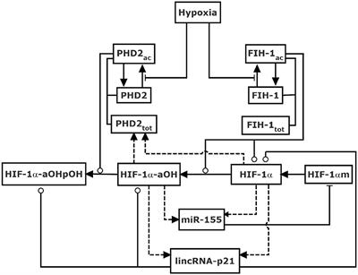 Orchestration of lincRNA-p21 and miR-155 in Modulating the Adaptive Dynamics of HIF-1α